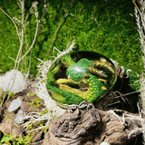 Lizards - ZEUS XI - Lava Dragon Egg