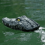 Alligatorz - ZEUS XI - Alligator Boat